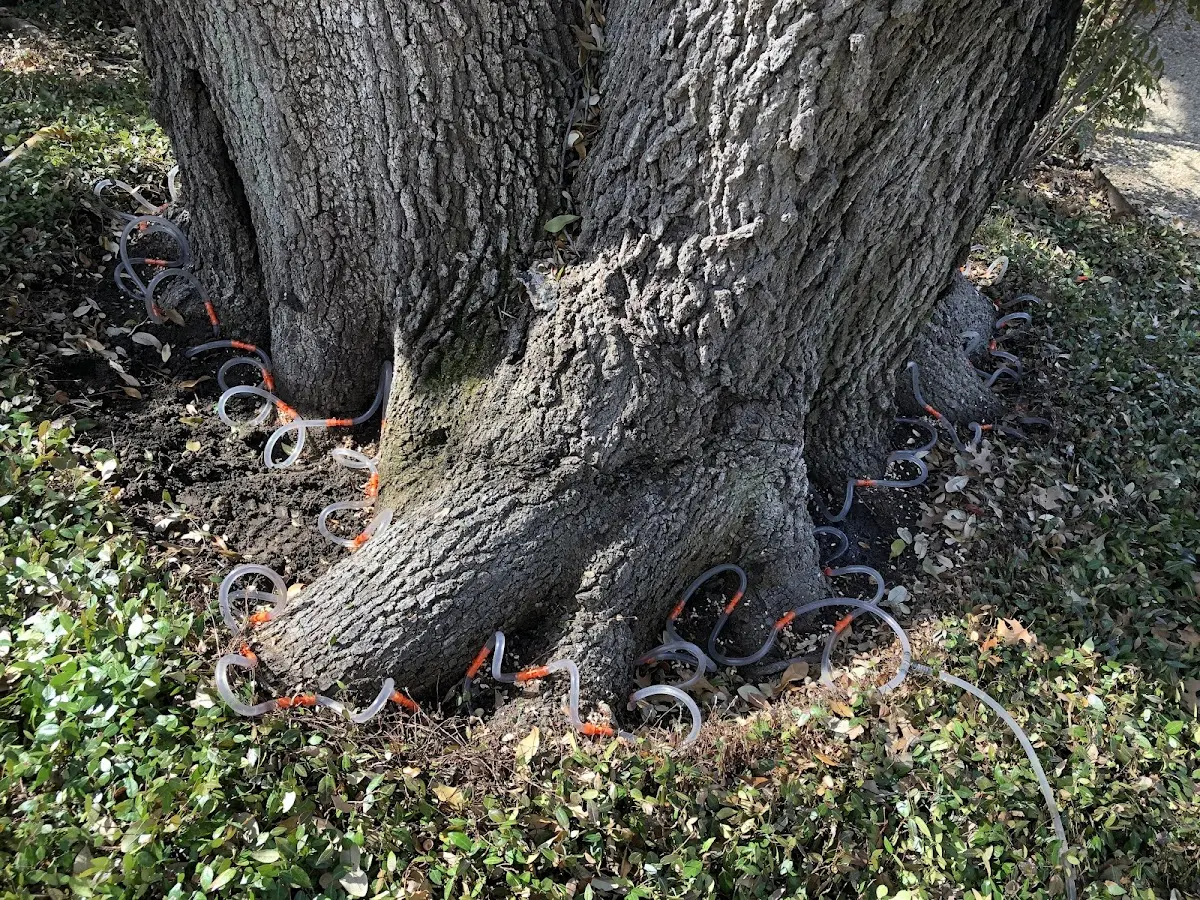 Detailed Tree Cabling and Bracing job site in Brinson