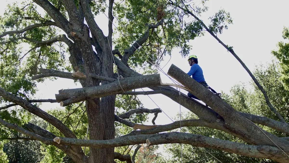 Professional Hazardous Tree Removal performed by certified arborists in Brinson